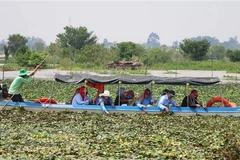 Du khách tham gia trải nghiệm hoạt động hái ấu của người nông dân ở khu vực lòng hồ Tân Trung, huyện Phú Tân, tỉnh An Giang. (Ảnh: Công Mạo/TTXVN)