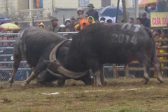 Chùm ảnh Lễ hội chọi trâu Phúc Thọ 2014