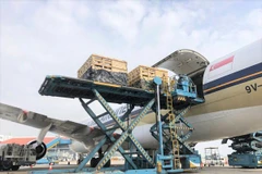 Bò được chuyên chở trong các cũi gỗ theo tiêu chuẩn và quy định quốc tế, các chuyên gia đi áp tải và theo dõi sức khỏe đàn bò. (Ảnh: PV)