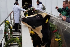 Sau gần 4 tuần đi đường biển, đàn bò cập cảng an toàn 