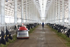 Robot dọn cỏ Lely Juno.