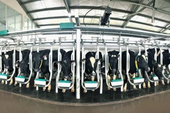 Những cô bò A2 đã sản xuất ra dòng sữa A2 đầu tiên tại Việt Nam.