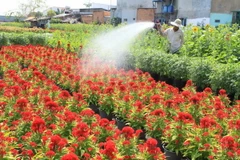 [Photo] Muôn hoa đua sắc chào Xuân tại làng hoa Gò Vấp 