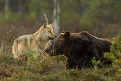 Một lần nữa tự nhiên lại cho chúng ta thấy những điều kỳ thú. (Ảnh: Lassi Rautiainen)