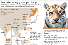 [Infographics] Loài hổ trước nguy cơ biến mất vĩnh viễn