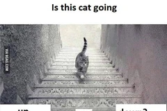 Lời giải cho bức ảnh gây tranh cãi về chú mèo trên cầu thang