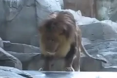 [Video] Sư tử cái ngăn cản "chúa sơn lâm" ăn thịt người chăm sóc