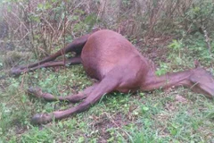 Cảnh sát 7 nước châu Âu triệt phá đường dây buôn lậu thịt ngựa 