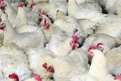 Ảnh minh họa. (Nguồn: AP)