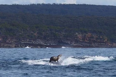 Hải cẩu lướt sóng trên lưng cá voi. (Ảnh: Robyn Malcolm)
