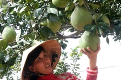 Bưởi Năm roi tạo hình được đặt mua với giá 500.000 đồng/trái 