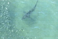 Một trong hai con cá mập xuất hiện ngoài khơi Ibaraki. (Ảnh: Kyodo)