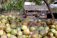 Thu mua dừa khô. (Ảnh: Duy Khương/TTXVN)