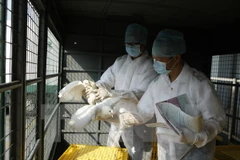 Trung Quốc phát hiện ca nhiễm H7N9 đầu tiên trong năm 2015 