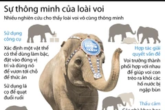 [Infographics] Sự thông minh đáng kinh ngạc của loài voi