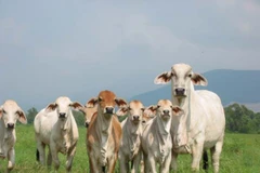 Ảnh minh họa. (Nguồn: mercopress.com)