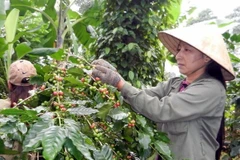 Neumann khánh thành nhà máy chế biến càphê thứ 2 tại Việt Nam