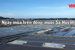 [Video] Ngày mùa trên cánh đồng muối Sa Huỳnh ở Quảng Ngãi