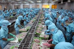 Dây chuyền chế biến cá tra của công ty. (Ảnh: An Đăng/TTXVN)