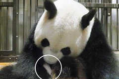 Gấu trúc mẹ đang ôm gấu trúc con trong vòng tay. Ảnh chụp 2 giờ 20 chiều 9/7. (Nguồn: Hiệp hội vườn bách thú Tokyo)