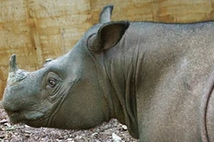 Tê giác Puntung. (Ảnh: AFP/Getty)