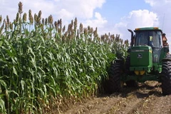 Lúa miến. (Ảnh: Internet)