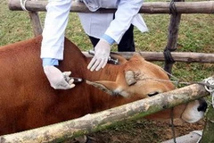 Tiêm vắcxin phòng bệnh lở mồm long móng và tụ huyết trùng cho đàn bò. (Ảnh: Đình Huệ/TTXVN)