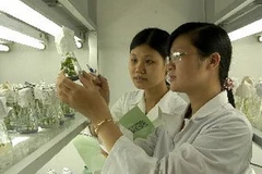 Ảnh minh họa. (Nguồn: TTXVN)