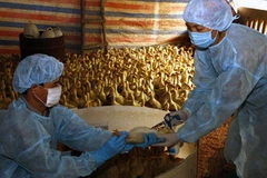 Ảnh minh họa. (Nguồn: TTXVN)