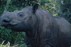 Ratu đã mang thai 16 tháng. (Ảnh: Quỹ tê giác quốc tế)