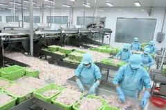 Chế biến cá tra tại công ty. (Ảnh: TTXVN)