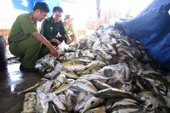 Cá nóc bắt giữ tại trại thu mua hải sản của bà Võ Thị Thu Nghé. (Nguồn: baoquangngai.com.vn)