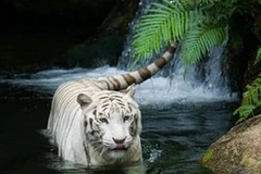 Ảnh minh họa. (Nguồn: Internet)