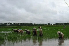 Ảnh minh họa. (Nguồn: Internet)