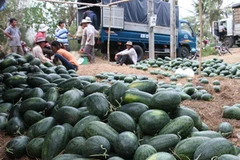 Đầu tư và ứng dụng khoa học kỹ thuật, chuyển dịch cơ cấu cây trồng vào sản xuất theo tiêu chí " Nông thôn mới”. (Ảnh: Đình Huệ/TTXVN)