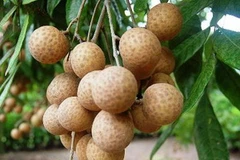 Ảnh minh họa. (Nguồn: Internet)