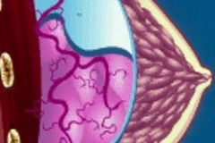 Ảnh minh họa. (Nguồn: scienceinpublic.com.au)