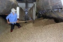 Chế biến càphê. (Nguồn: TTXVN)