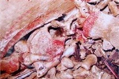 Di cốt của cụ Đỗ Tựu khi mới được đào lên. (Nguồn: vietnamnet)