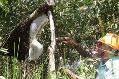 Thu hoạch mật ong rừng trên lâm phần rừng tràm U Minh Hạ. (Ảnh: Trần Quốc La/TTXVN)