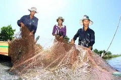 Bắt cá mùa nước nổi (Phụng Hiệp, Hậu Giang). (Ảnh: Duy Khương/TTXVN)