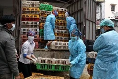 Ảnh minh họa. (Nguồn: Trần Việt/TTXVN)