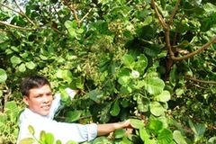 (Ảnh: dongnai.gov.vn)