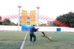 Trong trường hợp để chó thả rông cắn người gây ảnh hưởng lớn đến sức khỏe và tính mạng của nạn nhân, chủ nuôi có thể phải đối mặt với mức phạt lên tới 5 năm tù giam (Ảnh minh họa. Nguồn: Minh Sơn/Vietnam+) 