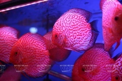 Cá đĩa đầu bạc, thân tròn được nhiều người chọn mua. (Ảnh: Trịnh Bộ)