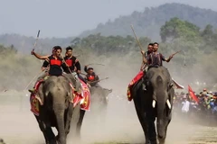 Không khí tưng bừng và náo nhiệt Lễ Hội đua voi tại Đắk Lắk