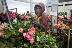 Hoa hồng thi nhau đua sắc trong ngày Lễ tình nhân ở Colombia