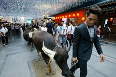 Một nhóm 10 thanh niên nam người nước ngoài dắt trâu đi dạo qua trung tâm thành phố Vũ Hán, Trung Quốc. (Nguồn: CCTVNews)