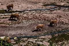 Những cánh đồng cỏ ở huyện Ninh Hải bị khô cạn vì hạn hán kéo dài. Đàn cừu nơi đây cũng trở nên xơ xác vì thiếu nước. (Ảnh: Trọng Đạt/TTXVN)