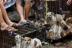 Ảnh minh họa. (Nguồn: telegraph)